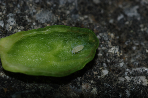 Omottero in una galla - Aphididae Eriosomatinae